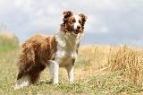 BORDER COLLIE 674